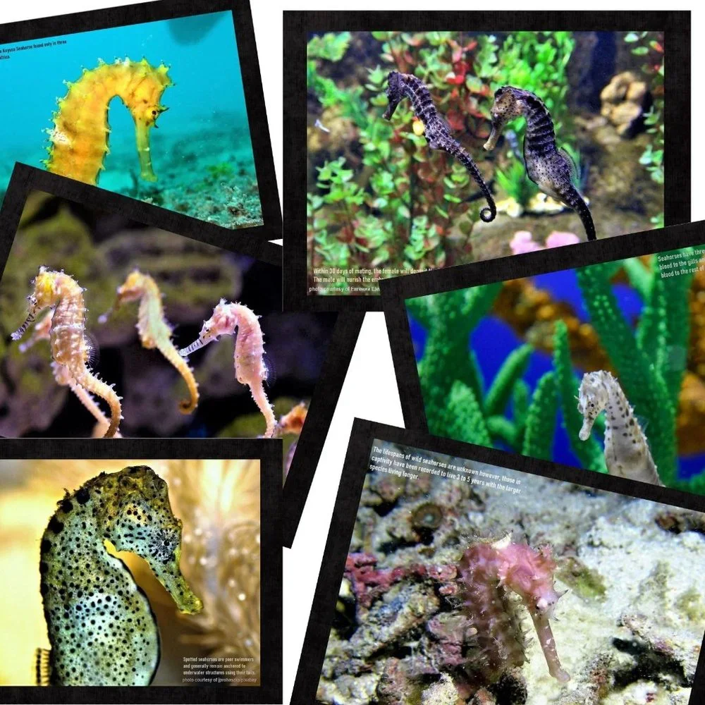 The Crafty Hobbit 2026 seahorses